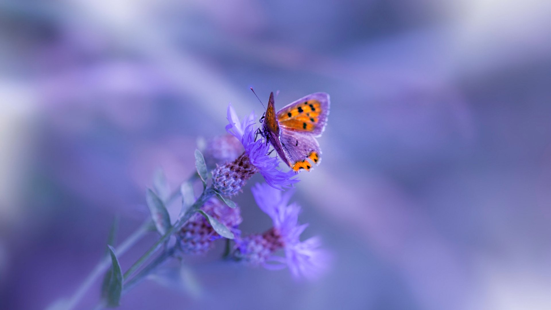 爱游戏官网-山东泰山球员荣获联赛最佳新人，2021山东泰山球员号码