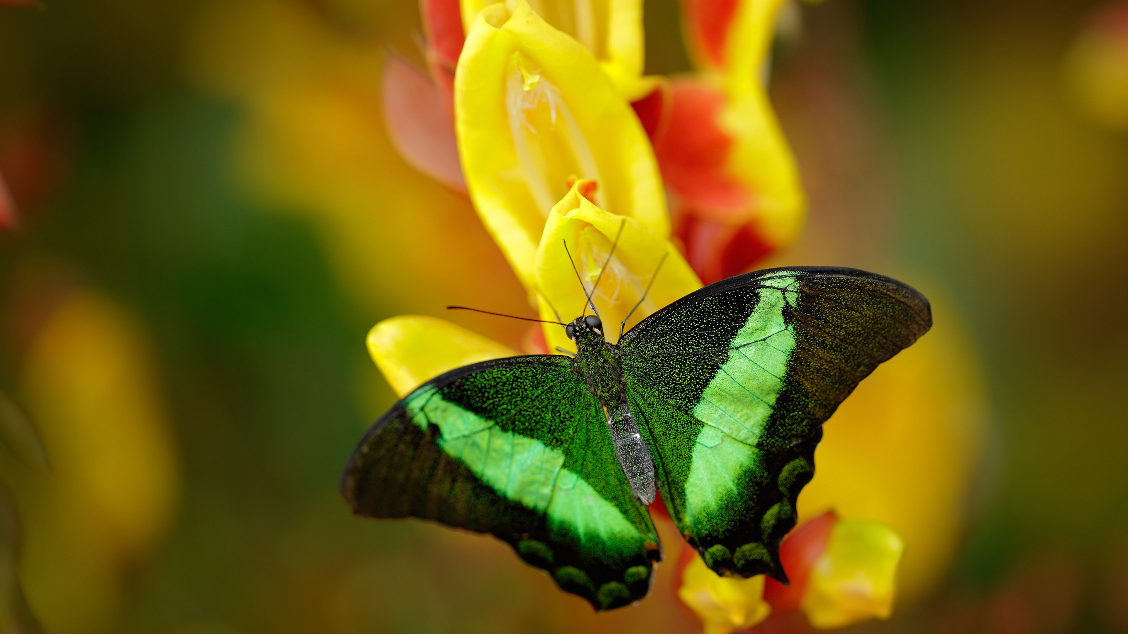 AC米兰传控节奏精妙提升破门效率，ac米兰传奇人物