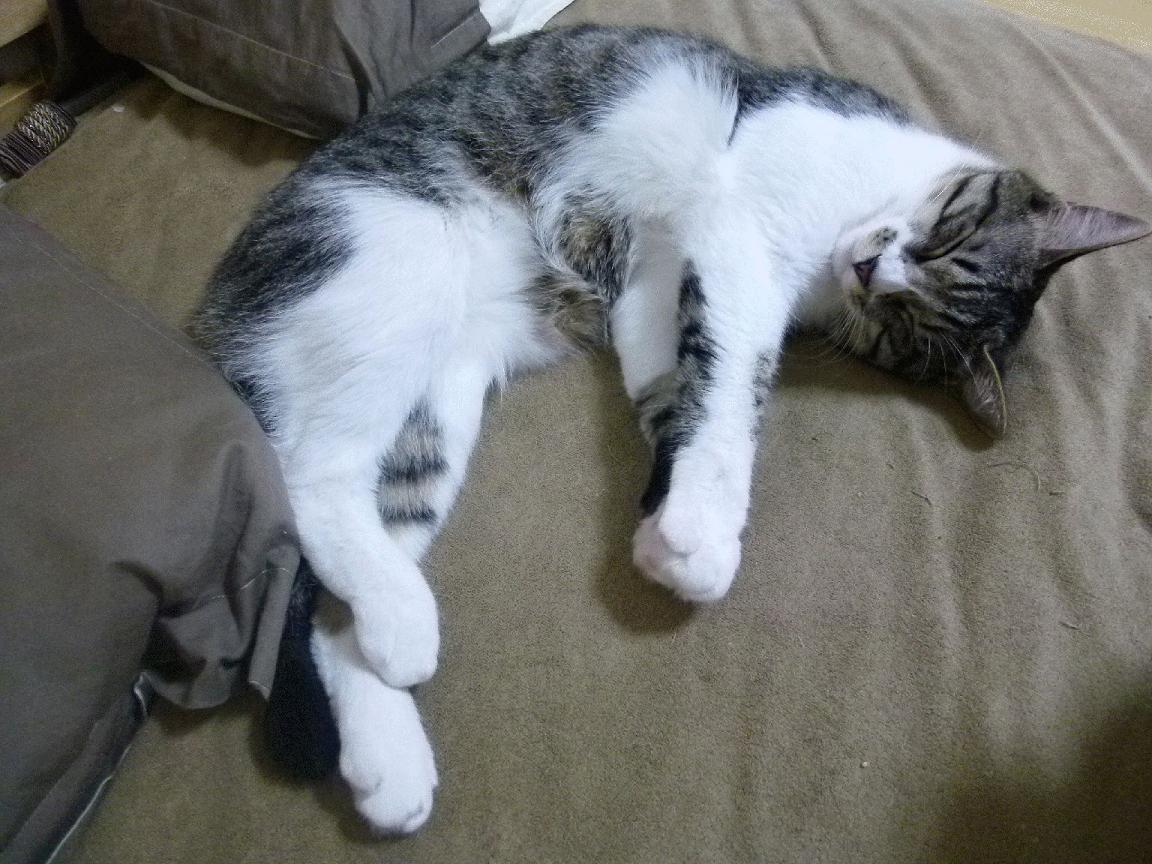 爱游戏官方-中国香港队赛制透视：如何通过赛制调整有效提升战术表现，香港的比赛