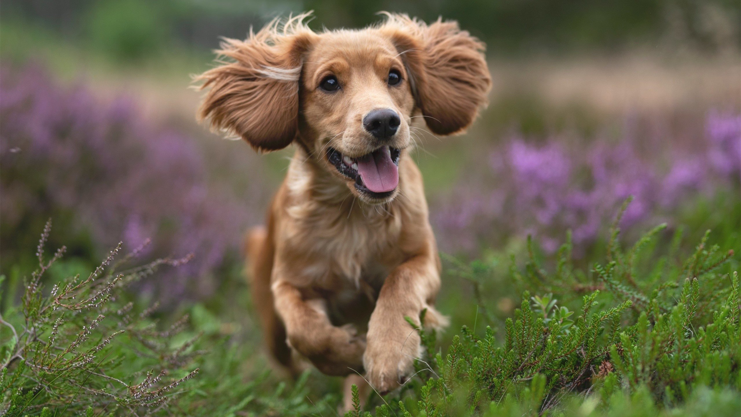 球队是否通过固定节奏训练提升高强度比赛适应力