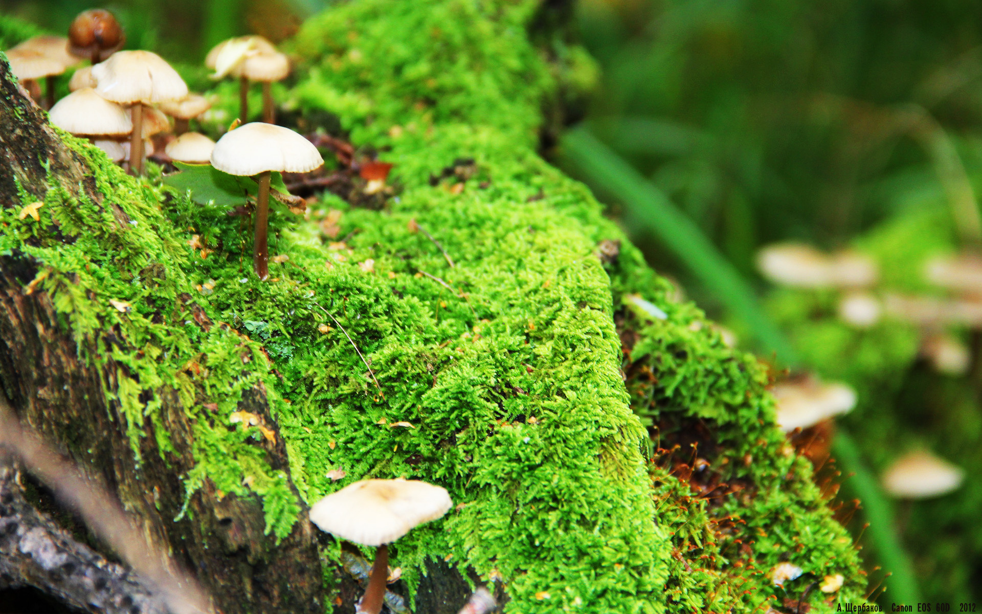 联赛中期战术打法趋同是否降低技术流球队胜率