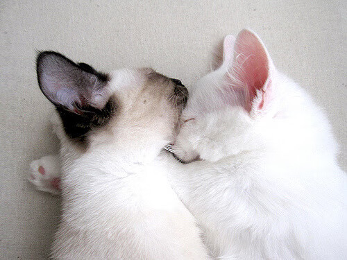 AYX SPORTS-C罗继续保持高效率状态延续火热表现，c罗这一举动