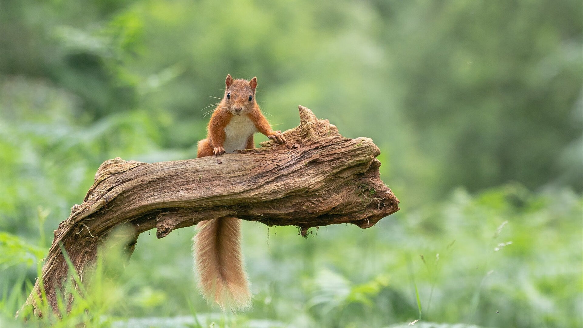 水球淘汰赛吉尔吉斯斯坦表现沉着冷静，吉尔吉斯斯坦游泳运动员