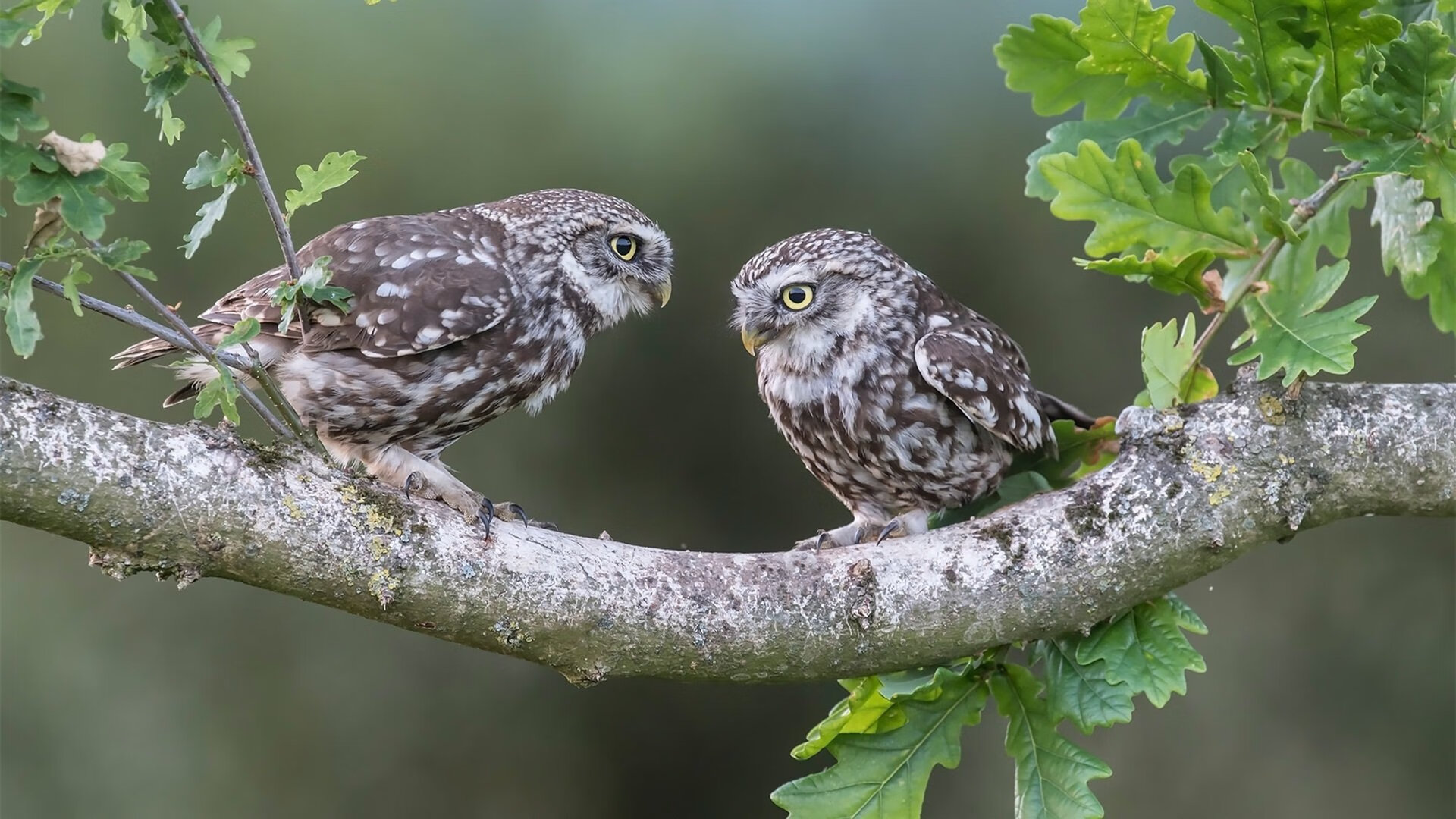 简：全黑队最具威胁的边锋之一，强大个人能力助力进攻，mf简黑