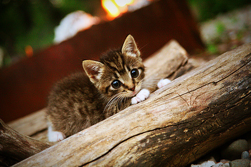 罗马尼亚男篮在欧洲预赛中奋勇拼搏，追逐奥运梦想，罗马尼亚篮球明星