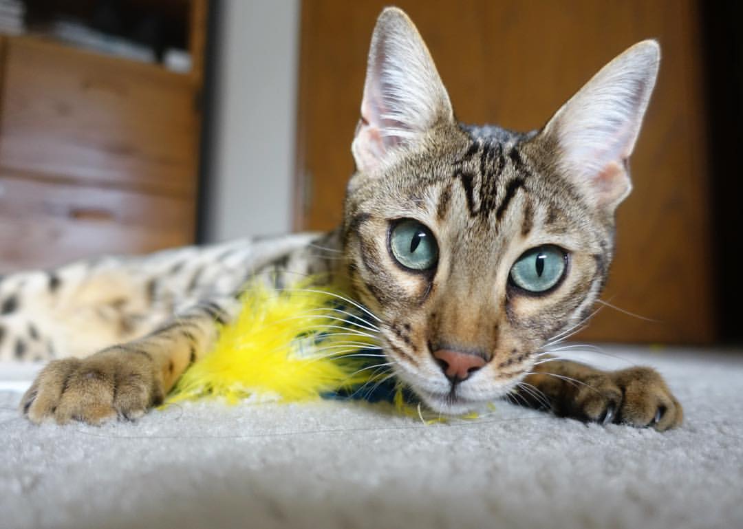 英超激烈角逐，豪门争夺榜首位置