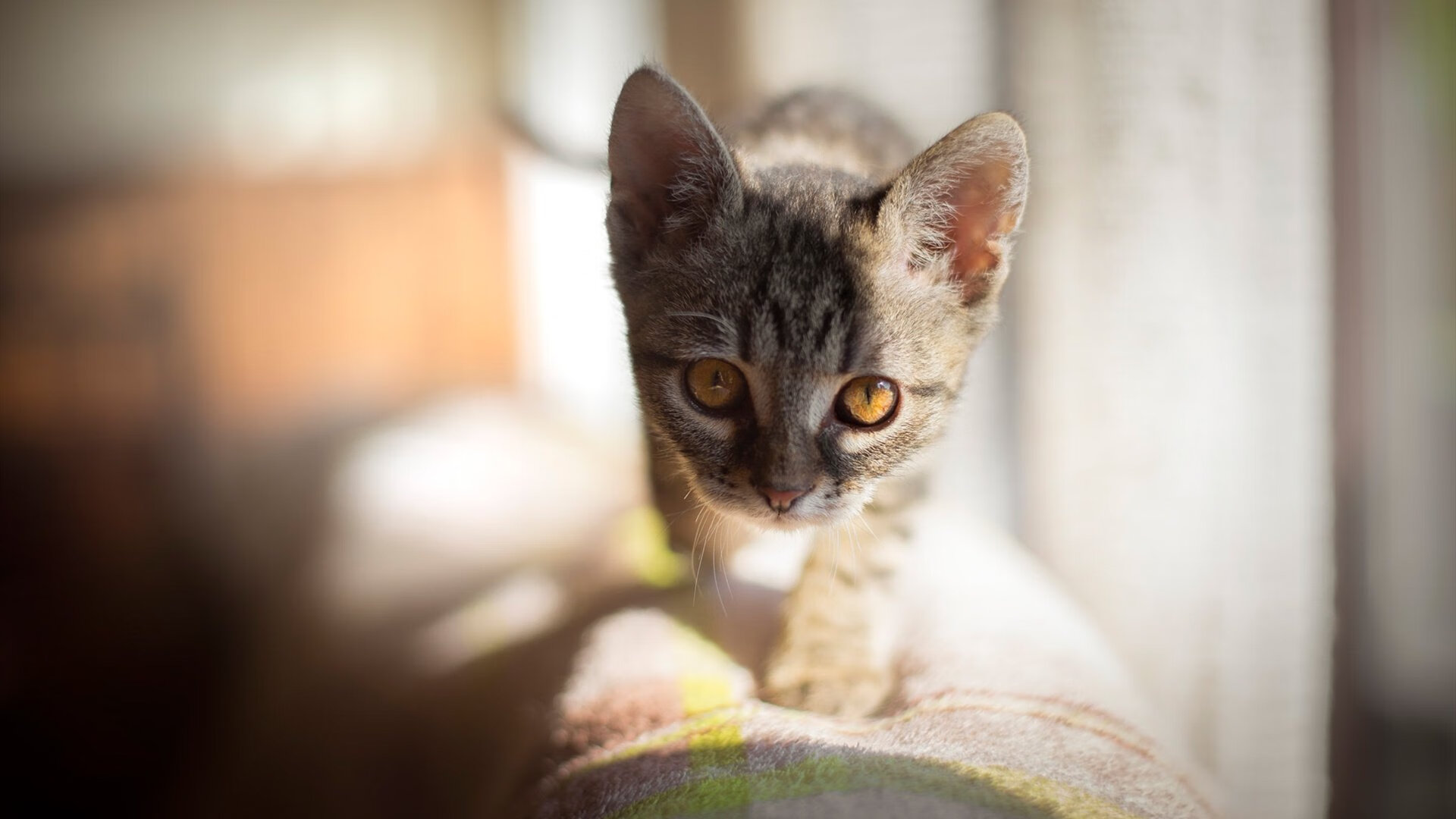 爱游戏综合娱乐-谷爱凌新节目分享奥运幕后故事，谷爱凌参加东京奥运会吗